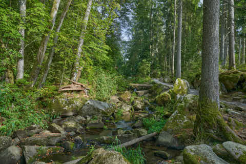 Gemeinde Waldkirchen Landkreis Freyung-Grafenau Saußbachklamm (Dirschl Johann) Deutschland FRG